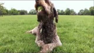 dogs 101 labradoodle [upl. by Olbap]