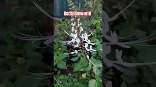 Orthosiphoncat whiskers plantPoonai MeesaiJava Tea Plantபூனை மீசை செடி [upl. by Lelith]