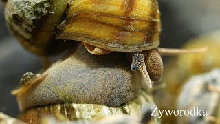 Żyworodka pospolita Viviparus contectus Listers river snail 4K [upl. by Eddie]