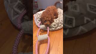 Cavapoo bestpuppycutefriendsforeverfunsunlifelove [upl. by Meeki]