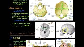 09 Anatomie Os sphenoidale und Os ethmoidale [upl. by Atis569]