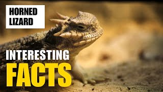 Exploring the Fascinating World of Horned Lizard  Interesting Facts  The Beast World [upl. by Mok302]