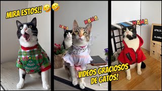 Videos graciosos de gatos 🤣🤣🤣 [upl. by Notgnihsaw219]