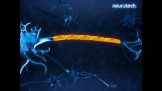 Basics 3 Schwann Cells neurotech [upl. by Twum757]