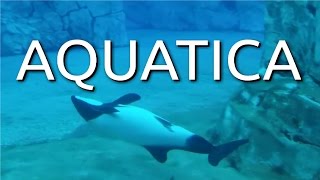 SEAWORLD AQUATICA ORLANDO WATER PARK 2016 [upl. by Noiek]