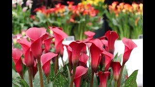 Planting Zantedeschia Rhizomes [upl. by Je]