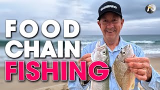 Beach Fishing the Food Chain BREAM WHITING TAILOR SALMON [upl. by Kcoj868]