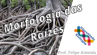 Aula de Morfologia Vegetal das Raízes Angiospermas [upl. by Imogen]