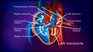 British Heart Foundation  How does a healthy heart work [upl. by Litch]