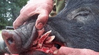 Farmer Eaten by Own Pigs [upl. by Ybloc]