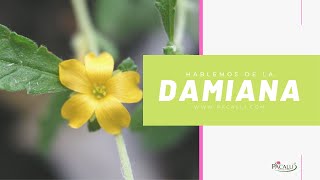 Hablemos de la damiana [upl. by Haseefan]