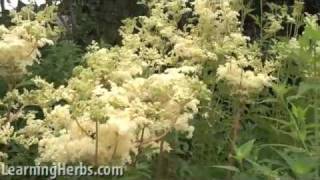 Meadowsweet herb Filipendula ulmaria [upl. by Brezin]