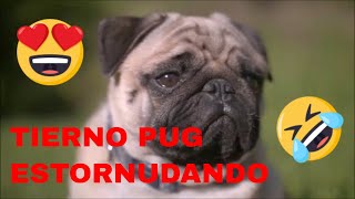 TIERNO PUG ESTORNUDANDO [upl. by Dohsar]