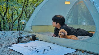 Solo Camping in Healing Forest with My Dog  Cozy Relaxing in the Tent  Forest Birds ASMR [upl. by Schmeltzer]