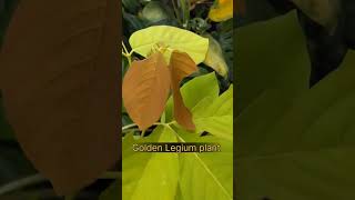 Golden Legium Legium desmodium Golden leaf plant [upl. by Fates164]