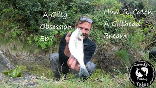 How To Catch Gilthead Bream  A Gilty Obsession EP7  Cornwall Fishing [upl. by Mellette]