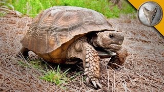 On the Lookout for the Mighty Gopher Tortoise [upl. by Igenia]