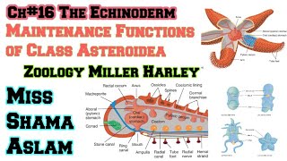 Ch16The Echinoderm Important function of class Asteriodea Maintenance functions of Class Asteroidea [upl. by Eob]