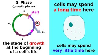 The Cell Cycle and its Regulation [upl. by Ellemac]