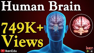 Human Brain Animation  Learn Anatomy Of The Human Brain  iKen  iKen Edu  iKen App [upl. by Itraa]