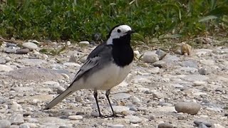 Ptice Hrvatske  Bijela pastirica Motacilla alba Birds of Croatia  White  Pied Wagtail 57 [upl. by Rolfston896]