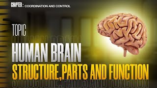 Human brain  structure and function Fore Brain  Mid Brain  Hind Brain  Human nervous system [upl. by Adrial]