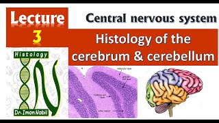 3Histology of Cerebrum and CerebellumCNS [upl. by Nivert]