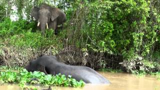 Kinabatangan River Sabah Malaysia [upl. by Modie46]