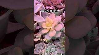 多肉植物室內植物燈養 succulent [upl. by Yrrah547]