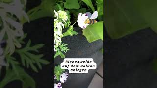 Bienenweide auf dem Balkon anlegen 🐝 shorts [upl. by Atekihs]