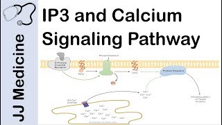 Inositol Triphosphate IP3 and Calcium Signaling Pathway  Second Messenger System [upl. by Winfred]