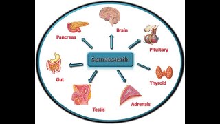 Action of the somatostatin hormone on the gastrointestinal tract Inhibit growth hormone and gastric [upl. by Atnoved519]