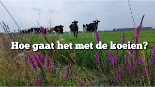 Hoe gaat het met de koeien  Boer Gerrit vlogt [upl. by Laerol]