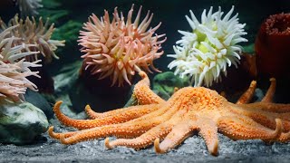 Types of Starfish  Starfish name in english  Lots of Starfish name in english [upl. by Anaud]