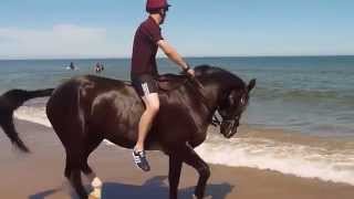 The Life Guards on Holkham Beach 2015 07 [upl. by Irroc]