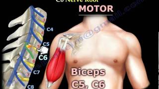 Neurological Examination Of Nerve Roots Part 1  Everything You Need To Know  Dr Nabil Ebraheim [upl. by Rubia351]