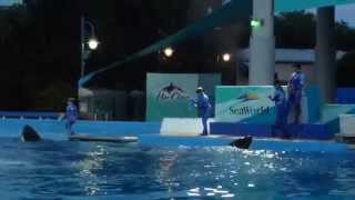 SeaWorld Up Close Behind the Scenes Exercise Session 33014 [upl. by Bourn]