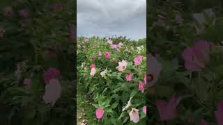 Hibiscus mutabilis  Taehwagang National Garden  Ulsan S Korea [upl. by Giesser]