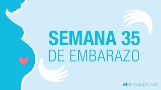 Semana 35 de embarazo  35 semanas de embarazo  El embarazo semana a semana [upl. by Adroj106]