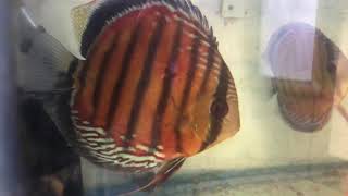 Cheshire Oaks Discus £15 £20 discus fish sales [upl. by Diamond540]