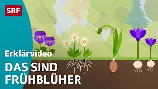 Frühblüher Schneeglöckchen amp Co – einfach erklärt  Kindervideos  SRF Kids [upl. by Oilasor]