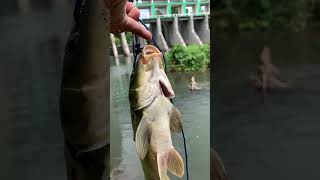 Karpa ng Quipot Dam  Tiaong Quezon [upl. by Baumann]