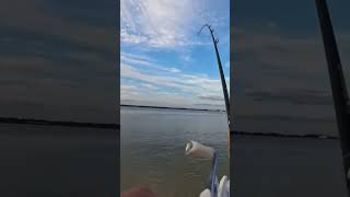 DOA Paddle Tail for Spanish Mackerel [upl. by Camel213]