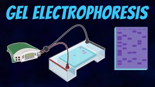 Gel Electrophoresis of DNA [upl. by Nallek]