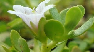 Memory Booster Brahmi Bacopa monnieriand its medicinal uses [upl. by Homans]