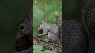 Cute squirrel sounds  Squirrel Noises [upl. by Asimaj]