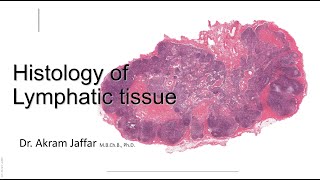 Histology of the lymphatic system [upl. by Grogan]