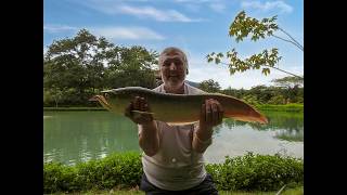 the small lake at gillhams fishing resort thailand [upl. by Aikan]