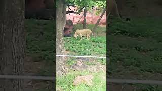 hyderabad zoo 🐘🐼🐯🐘🐼🐯🐘🐼🐯 [upl. by Ahsanat557]