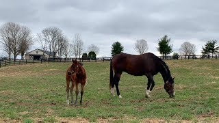 Meet the First Foal from Songbird By Arrogate [upl. by Bekelja]